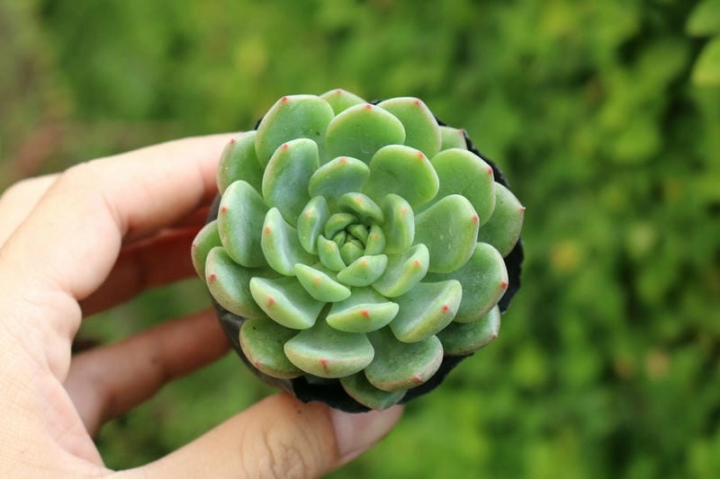 Sen đá biểu tượng của sự kiên cường và vẻ đẹp tinh tế