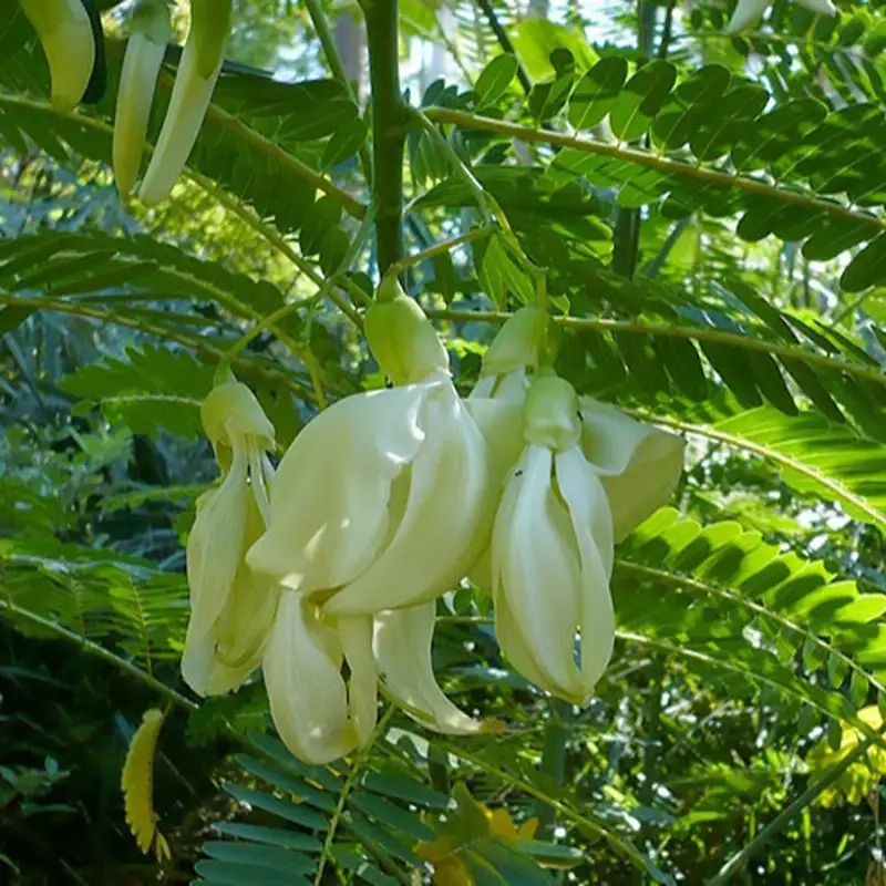 Lợi ích sức khỏe và giá trị dinh dưỡng