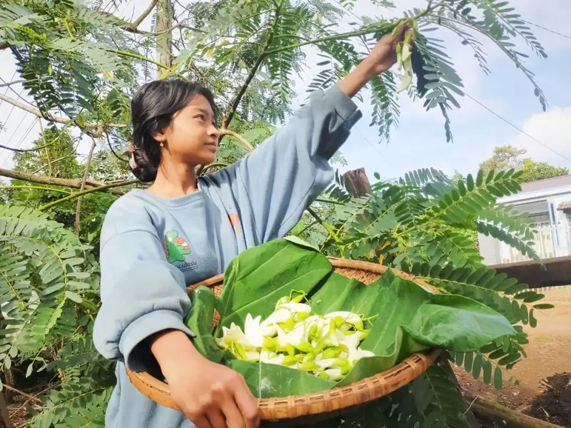 Tìm hiểu các Đặc điểm cây so đũa qua hình ảnh chi tiết