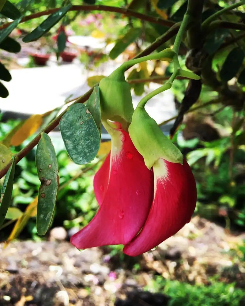 Trang trí Hoa so đũa trong vườn thêm sinh động và đẹp