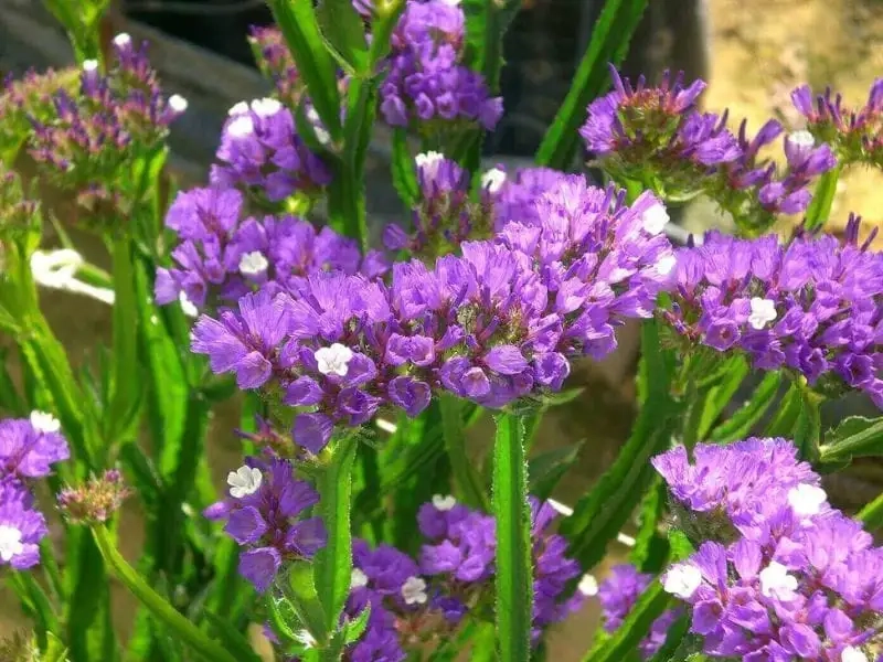 Ý nghĩa đặc biệt của hoa statice