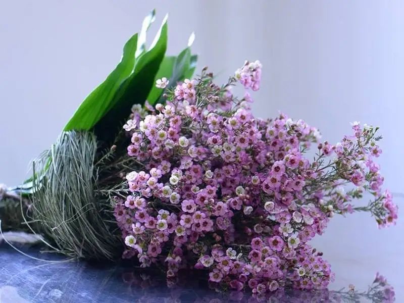 Hoa statice phong thủy mang lại may mắn và bình an