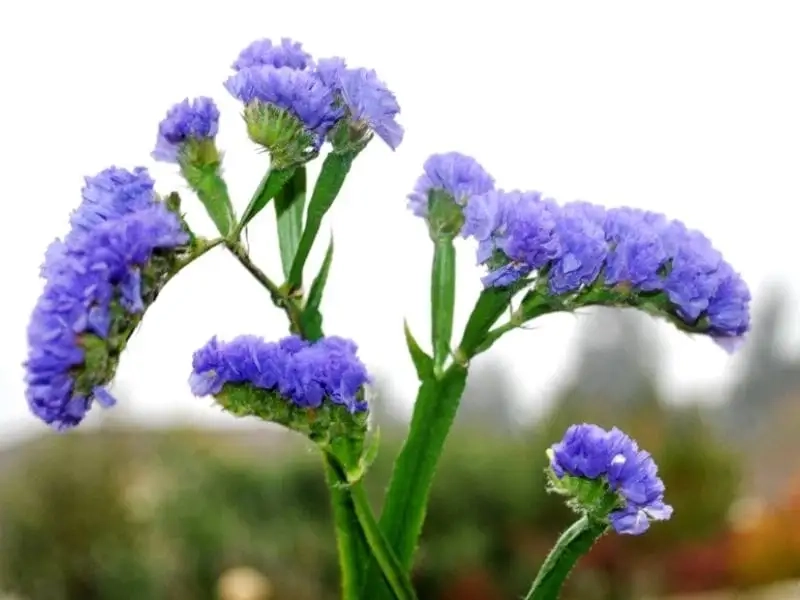 Hoa statice tươi rực rỡ tạo không gian sống tươi mới