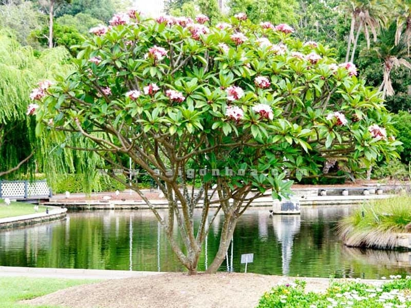 Hoa sứ đại trồng trong sân vườn làm sáng không gian sống