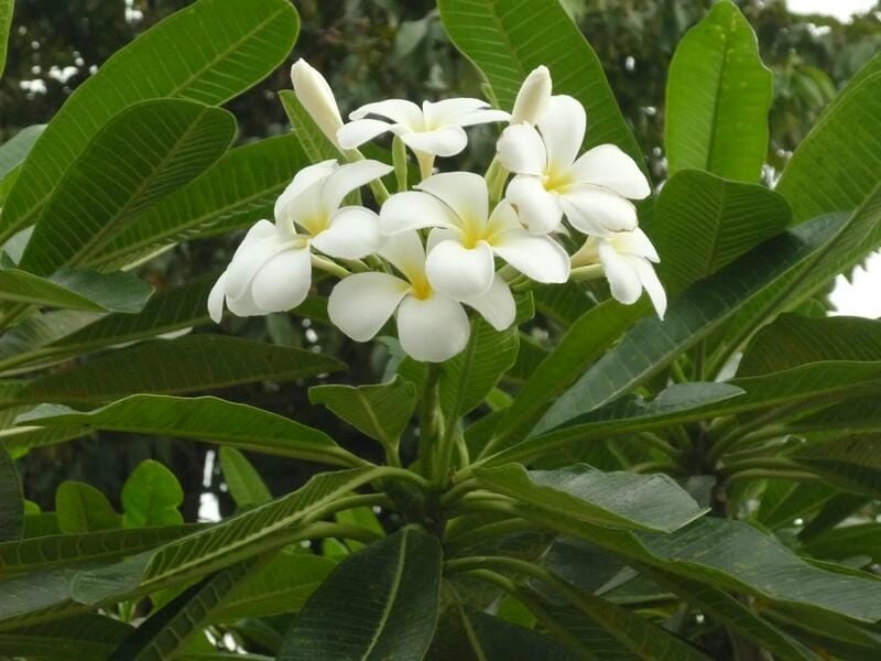 Vẻ đẹp thanh khiết của cây bông sứ trắng nổi bật trong vườn