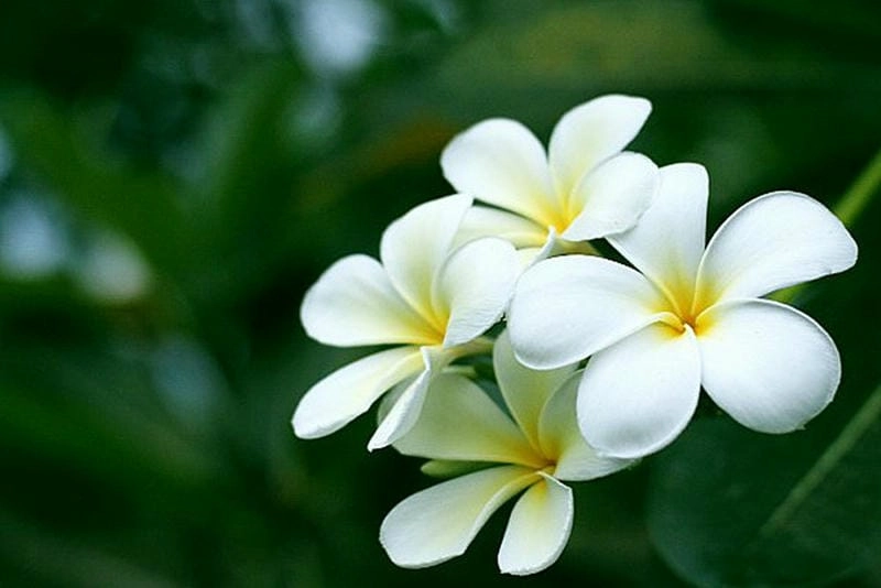 Hương thơm dễ chịu từ cây bông sứ trắng trong sân vườn