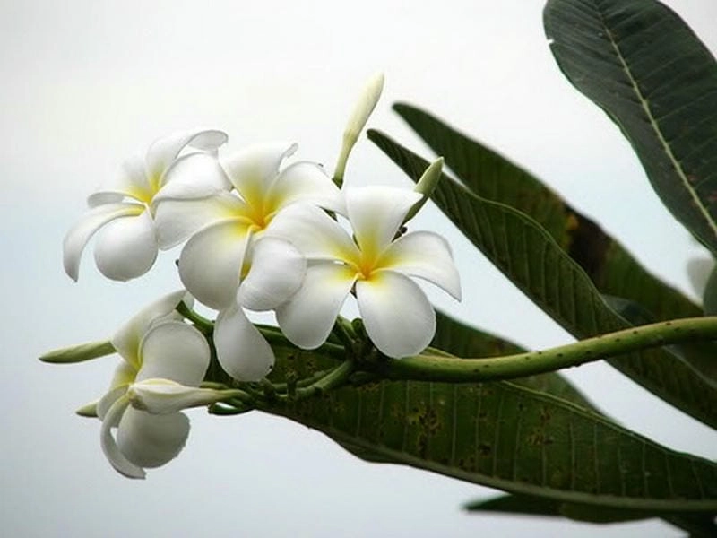 Không gian thêm thanh lịch nhờ cây hoa sứ trắng khoe sắc