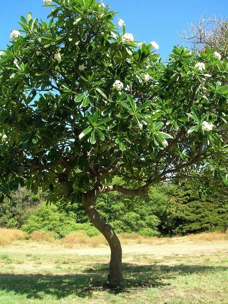 Ngắm nhìn vẻ đẹp tinh khôi từ cây hoa sứ trắng đầy sức hút