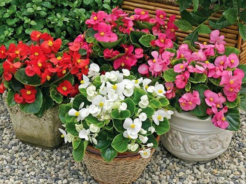 Tìm hiểu đặc điểm các loại hoa thu hải đường phổ biến