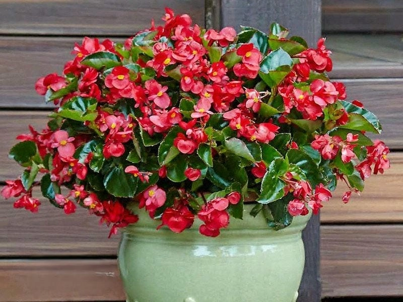 Tìm hiểu điều đặc biệt về ý nghĩa hoa thu hải đường đỏ rực rỡ