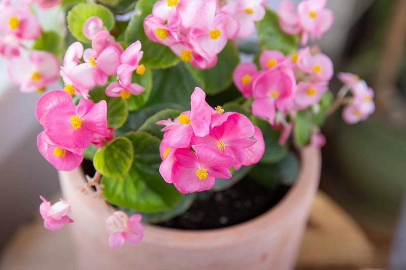 Chiêm ngưỡng nét đẹp của hoa thu hải đường kép mềm mại