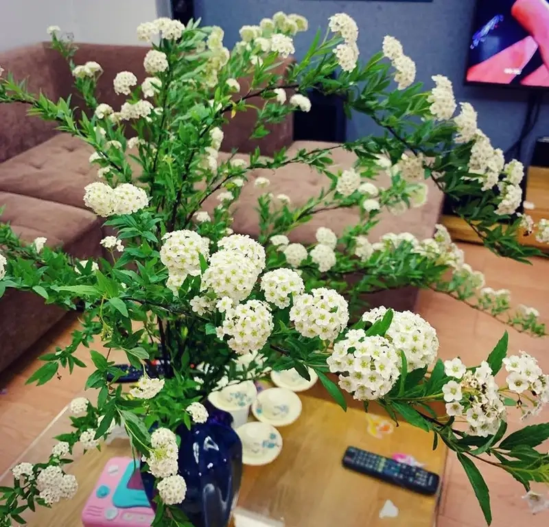 Hoa tú cầu mini có thơm không nhẹ nhàng dễ chịu