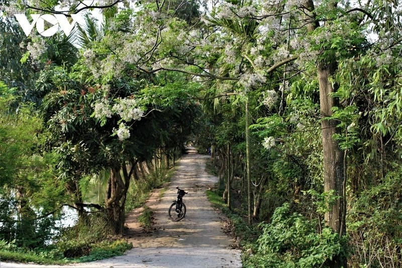 Cả bầu trời tím ngắt khi hoa xoan nở vào mùa xuân