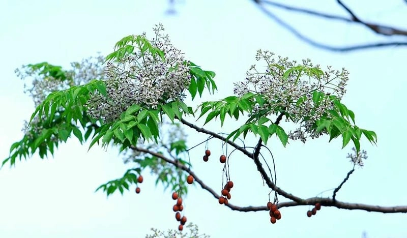Dáng quê yên bình nhuộm sắc hoa xoan đẹp tháng ba