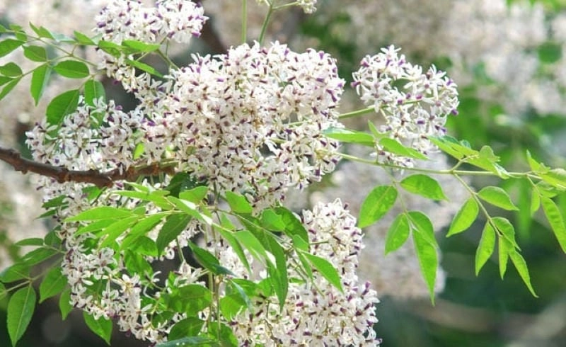 Mùa hoa tím phủ kín tán cây xoan đầu làng