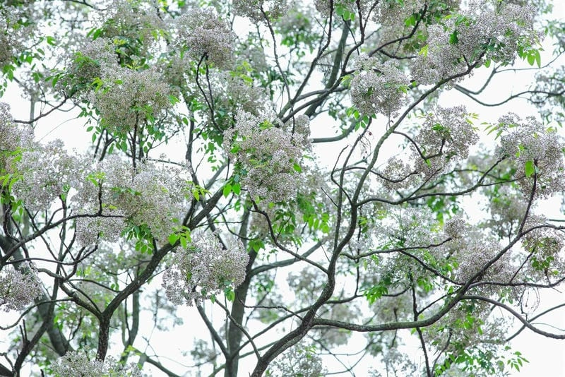 Sắc mộc mạc từ hoa xoan trắng làm say lòng người