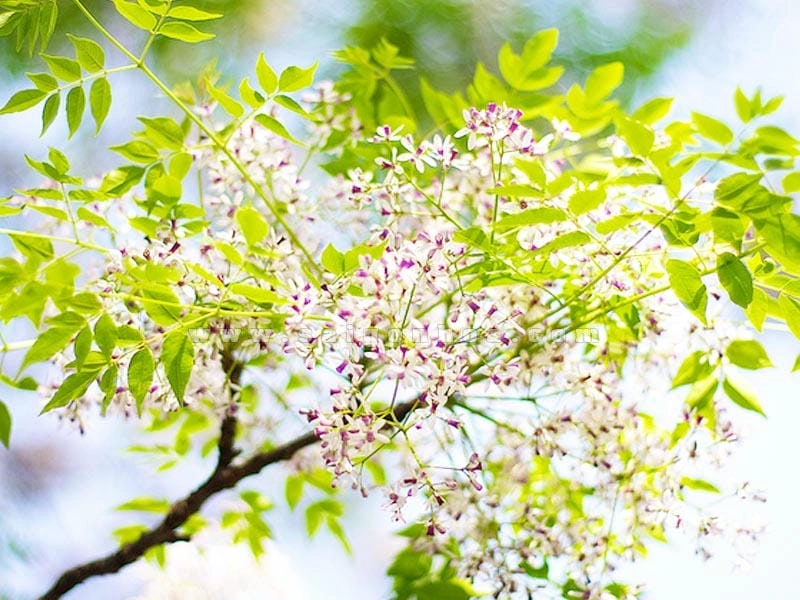 Sắc tím ngọt ngào trên từng chùm hoa xoan ven đường
