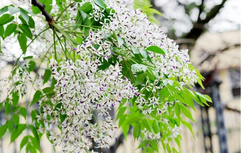Khung cảnh đồng quê bình dị dưới hoa xoan đẹp nở rộ
