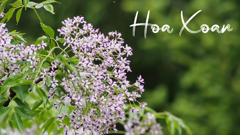 Nét đẹp và ý nghĩa đặc biệt của hoa xoan