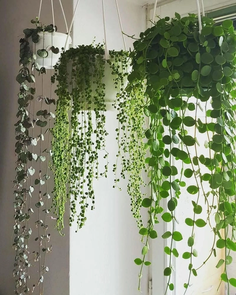 Khung cửa sổ trang trí làm đẹp chi tiết nội thất