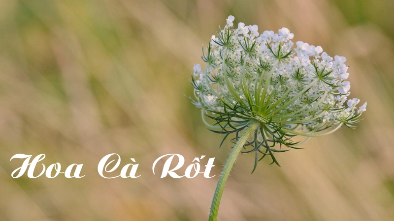 Vẻ đẹp độc đáo và ý nghĩa của hoa cà rốt trong thiên nhiên