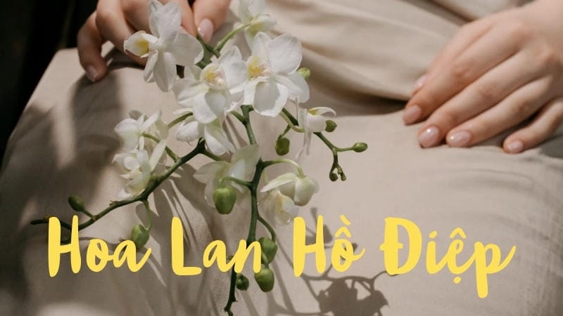 Vẻ đẹp và đặc điểm nổi bật của hoa lan hồ điệp