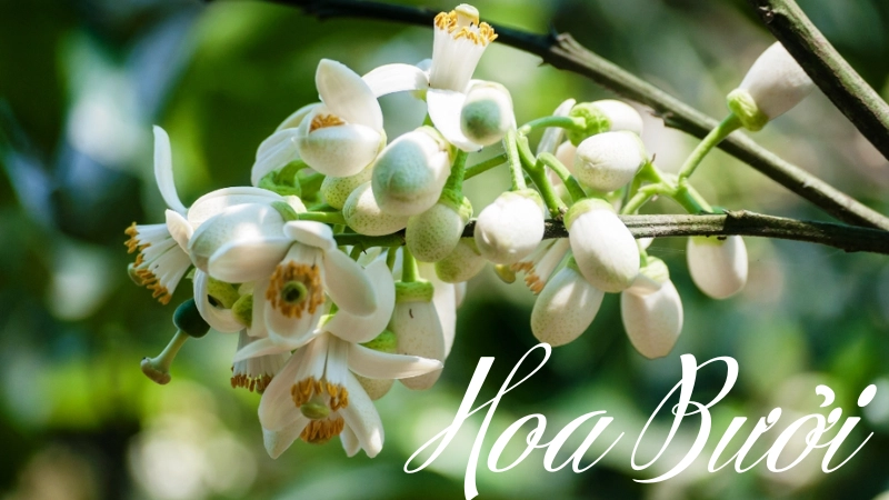 Vẻ đẹp và giá trị tinh túy của hoa bưởi