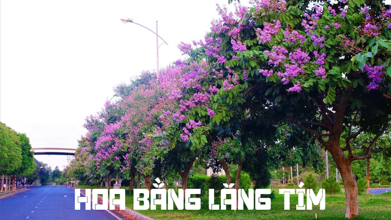 Vẻ đẹp và ý nghĩa của hoa bằng lăng tím trong đời sống