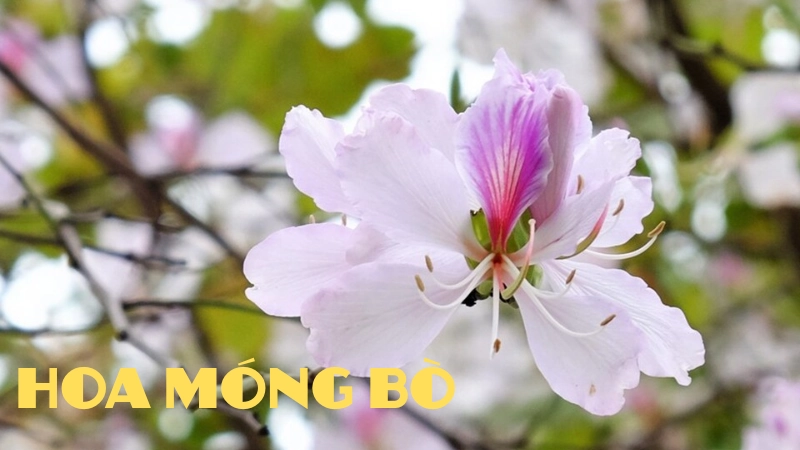 Vẻ đẹp và ý nghĩa của hoa móng bò