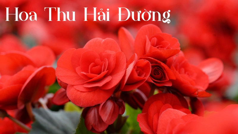 Vẻ đẹp và ý nghĩa hoa thu hải đường trong cuộc sống