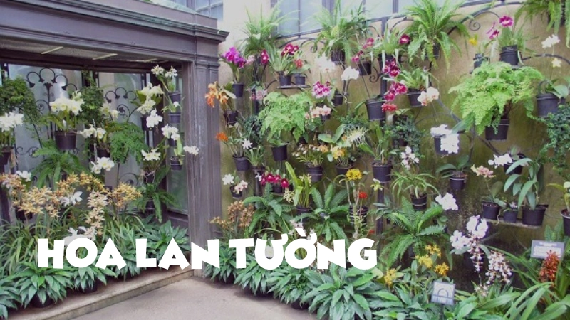 Vẻ đẹp và ý nghĩa tinh tế của hoa lan tường