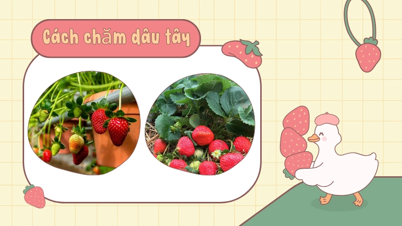 Cách chăm dâu tây ra trái đều và hạn chế sâu bệnh