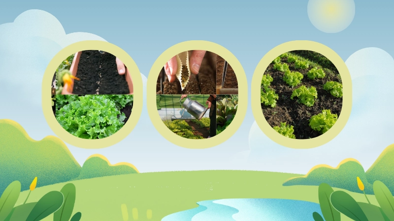 Cách gieo hạt xà lách vào khay nhựa với khoảng cách đều nhau