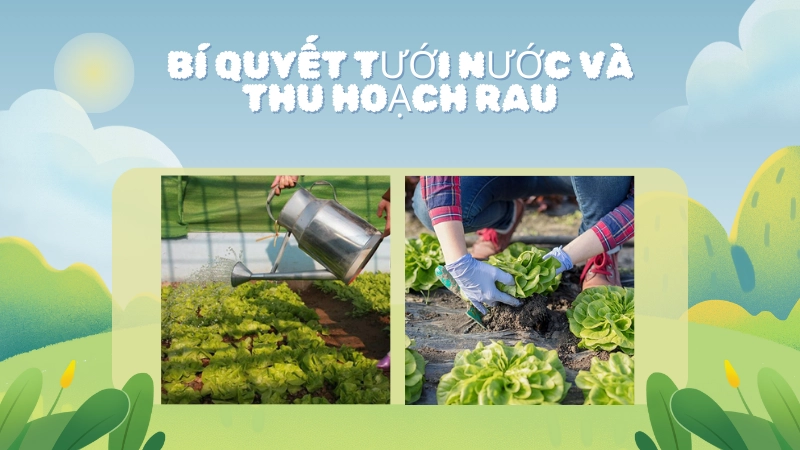 Những cây xà lách xanh mướt sẵn sàng cho thu hoạch tại nhà