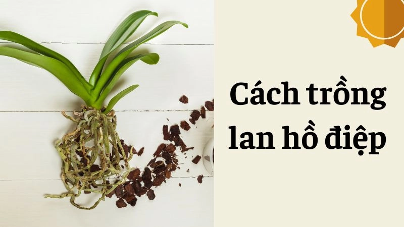 Chọn giống lan hồ điệp có khả năng giữ màu tốt nhất
