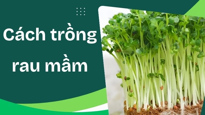 Lợi ích sức khỏe nổi bật từ rau mầm tươi ngon