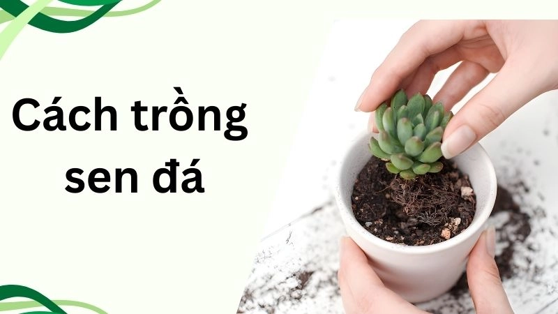Chọn giống sen đá dễ xanh – dễ ra hoa nhất hiện nay 