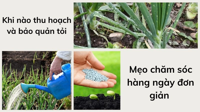 Mẹo chăm sóc hàng ngày đơn giản 