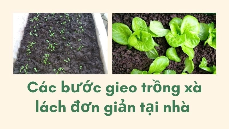 Các bước gieo trồng xà lách đơn giản tại nhà 