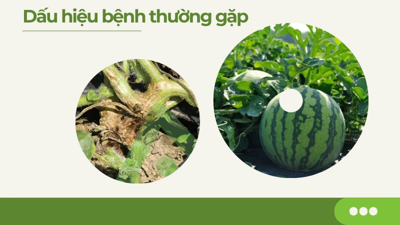 Biểu hiện lá dưa hấu bị héo xanh do vi khuẩn tấn công