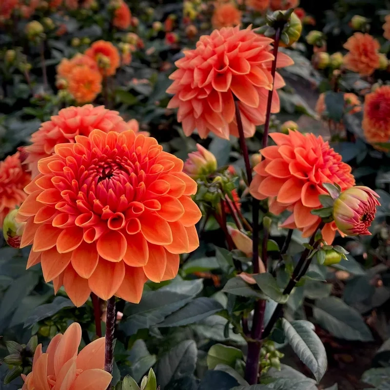 Hoa thược dược có ưa nắng không nhé