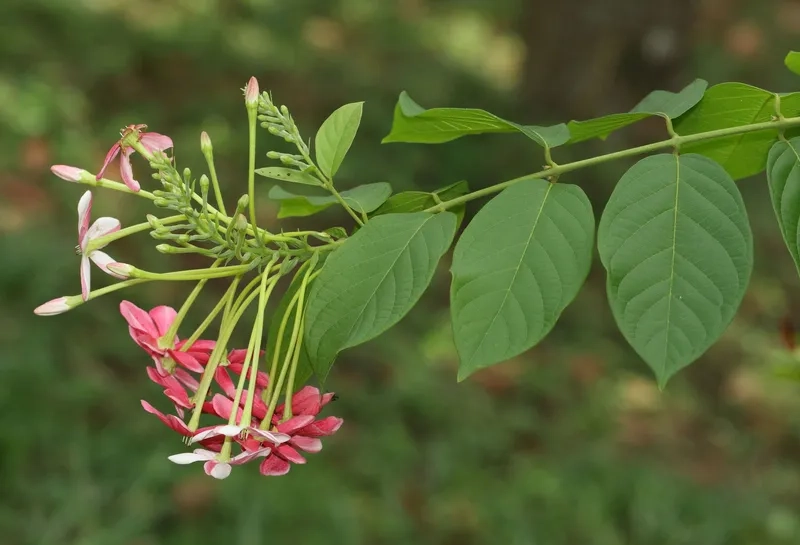 Địa chỉ bán cây sử quân tử giá tốt