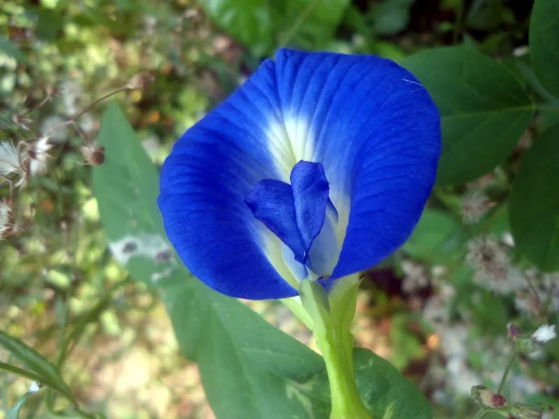 Kỹ thuật cách ươm hạt đậu biếc nhanh