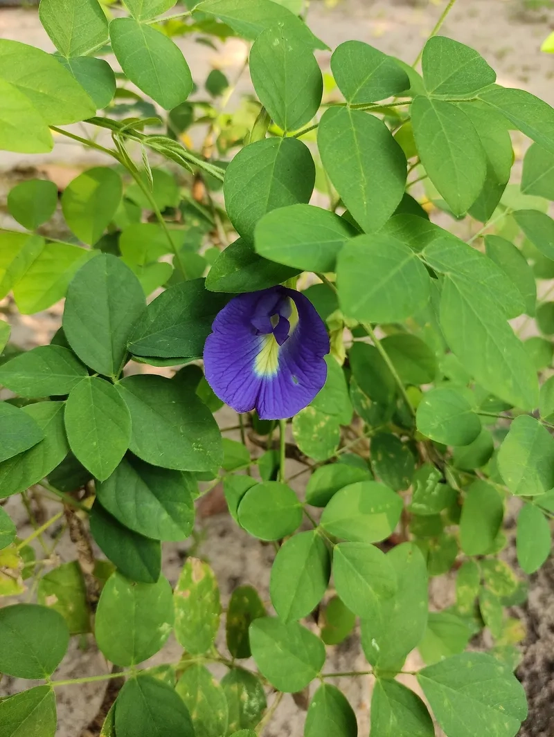 Chia sẻ cách gieo hạt hoa đậu biếc dễ