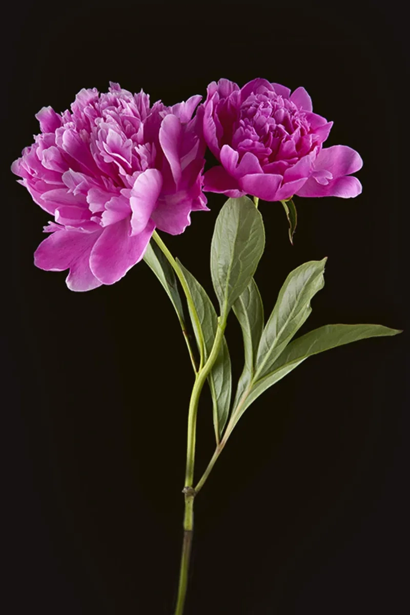 Trồng hoa mẫu đơn đón tết 2026