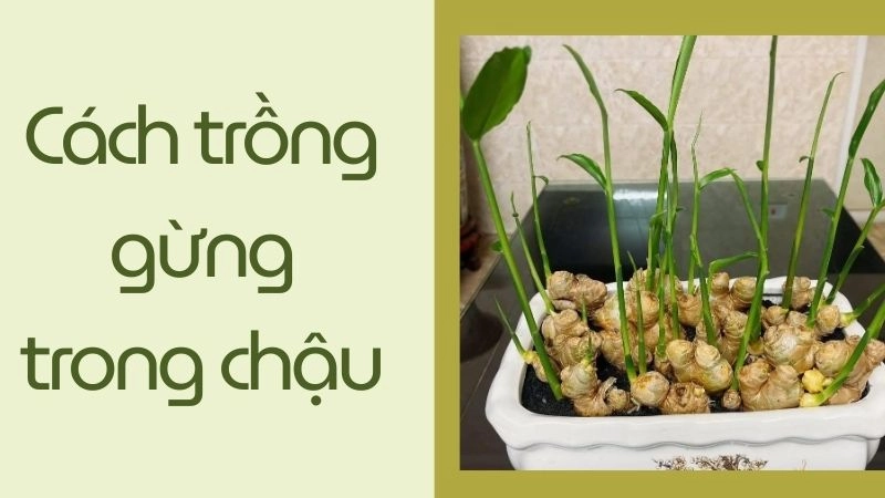 Chuẩn bị chậu và đất trồng lý tưởng cho gừng 