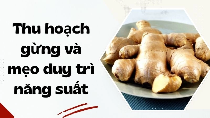 Thu hoạch gừng và mẹo duy trì năng suất quanh năm
