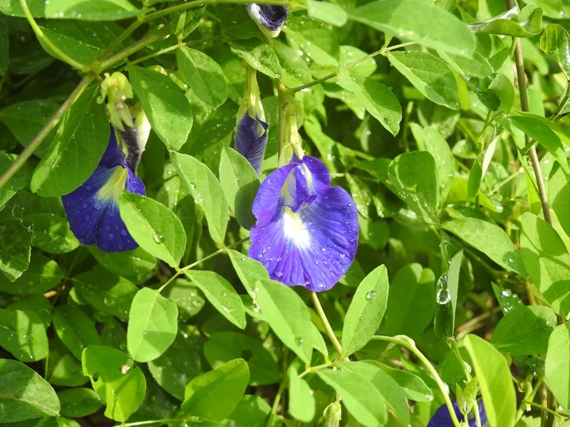 Học cách trồng hoa đậu biếc bằng hạt này