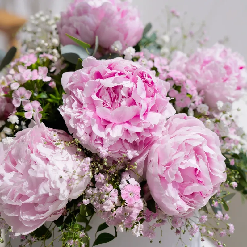 Chăm cây hoa mẫu đơn trong chậu tốt