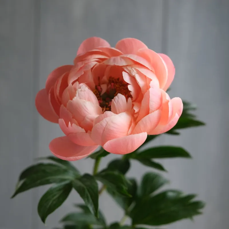 Cách trồng hoa mẫu đơn thân gỗ tốt